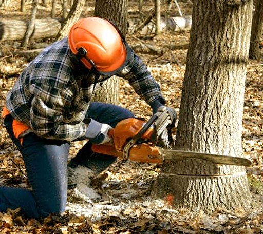 Tree Removal in Quebeck, TN